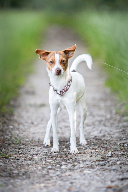 Halsbånd - Flourish & Fade