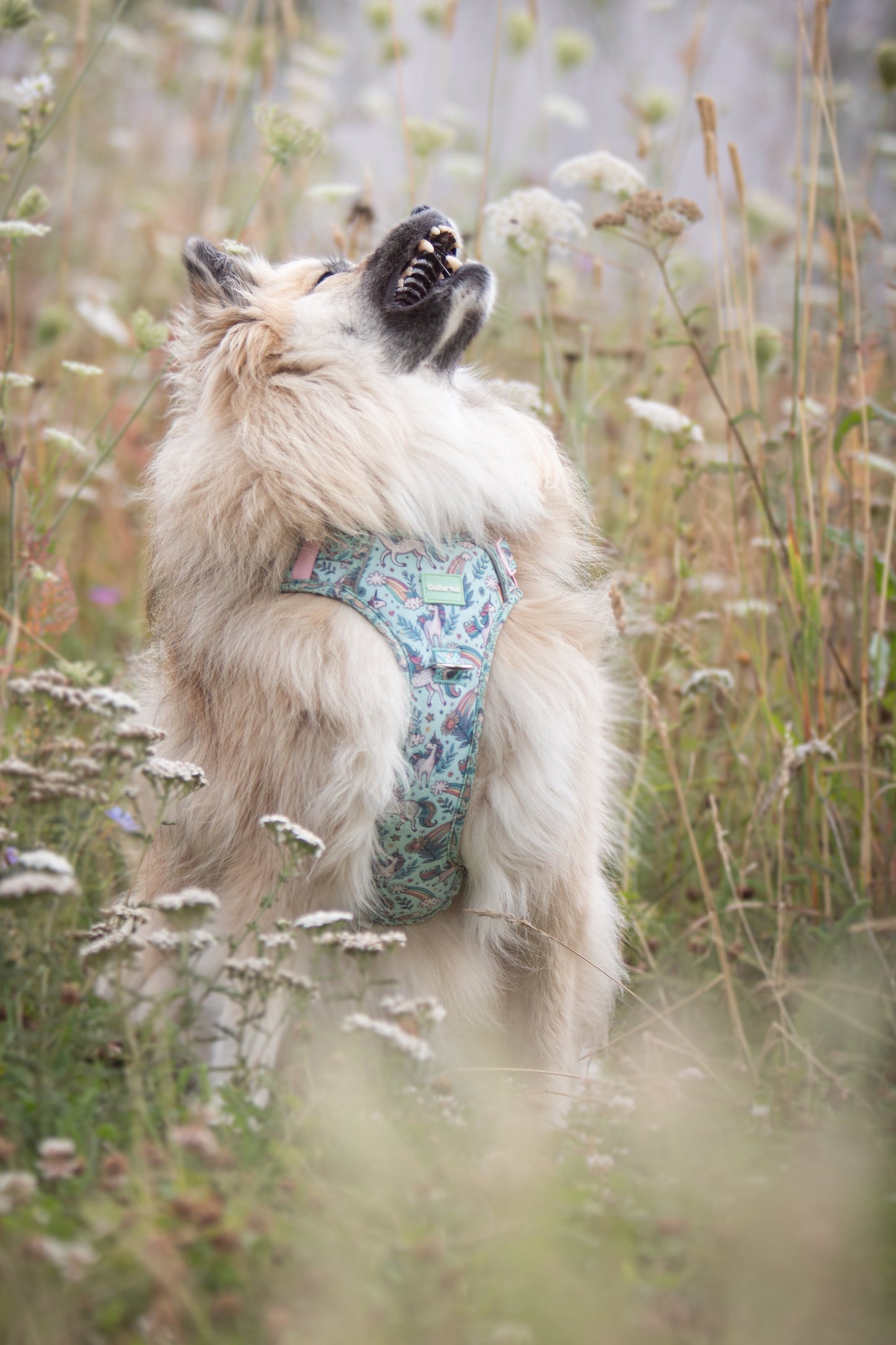 Adventure Trails hundesele - Proud To Be A Unicorn