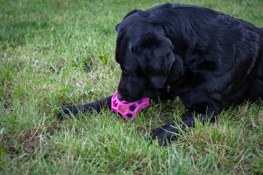 Dog Comets Moonstone Treat cube