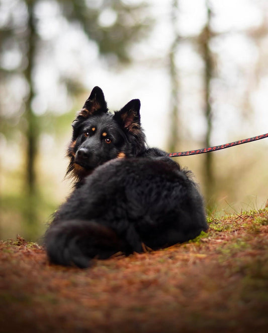 Justerbar hundesnor - Leaf me not