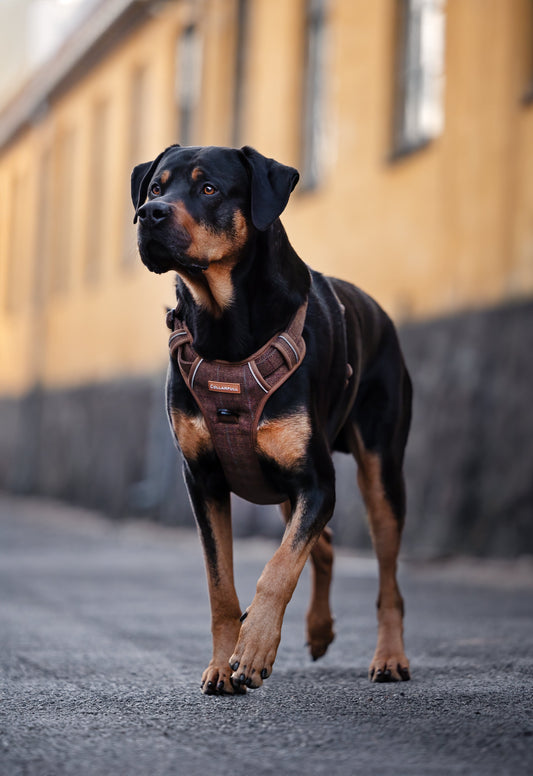 Adventure Trails hundesele - Brown Herringbone Tweed