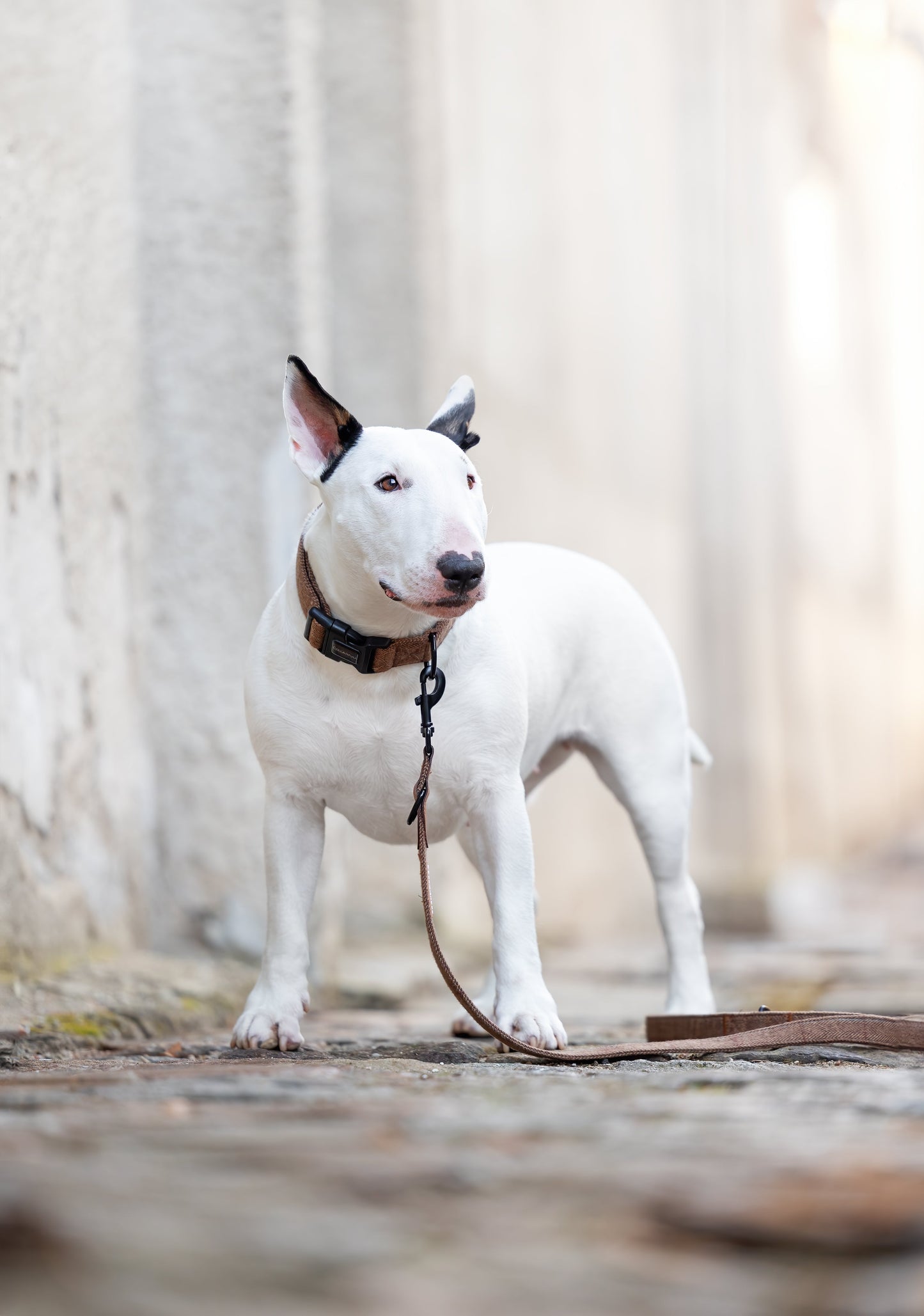 Adjustable dog leash - Brown Herringbone Tweed