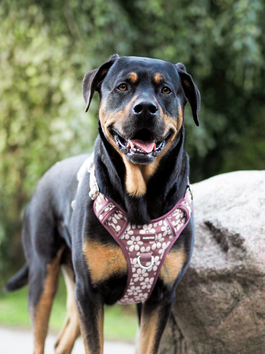 Adventure Trails hundesele - Flourish & Fade