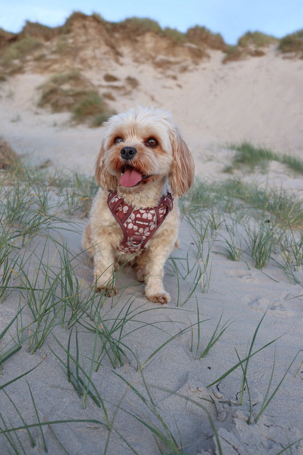 Adventure Trails hundesele - Flourish & Fade