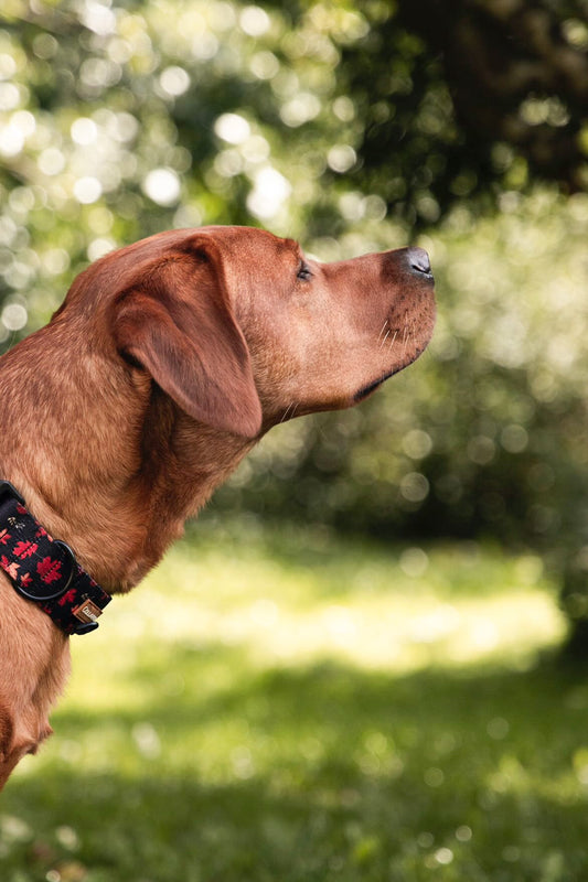 Halsbånd - Leaf me not