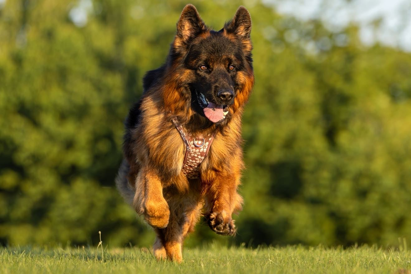 Adventure Trails hundesele - Flourish & Fade