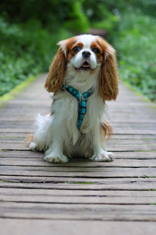 Urban Y Trails hundesele - Escape To The Wilderness