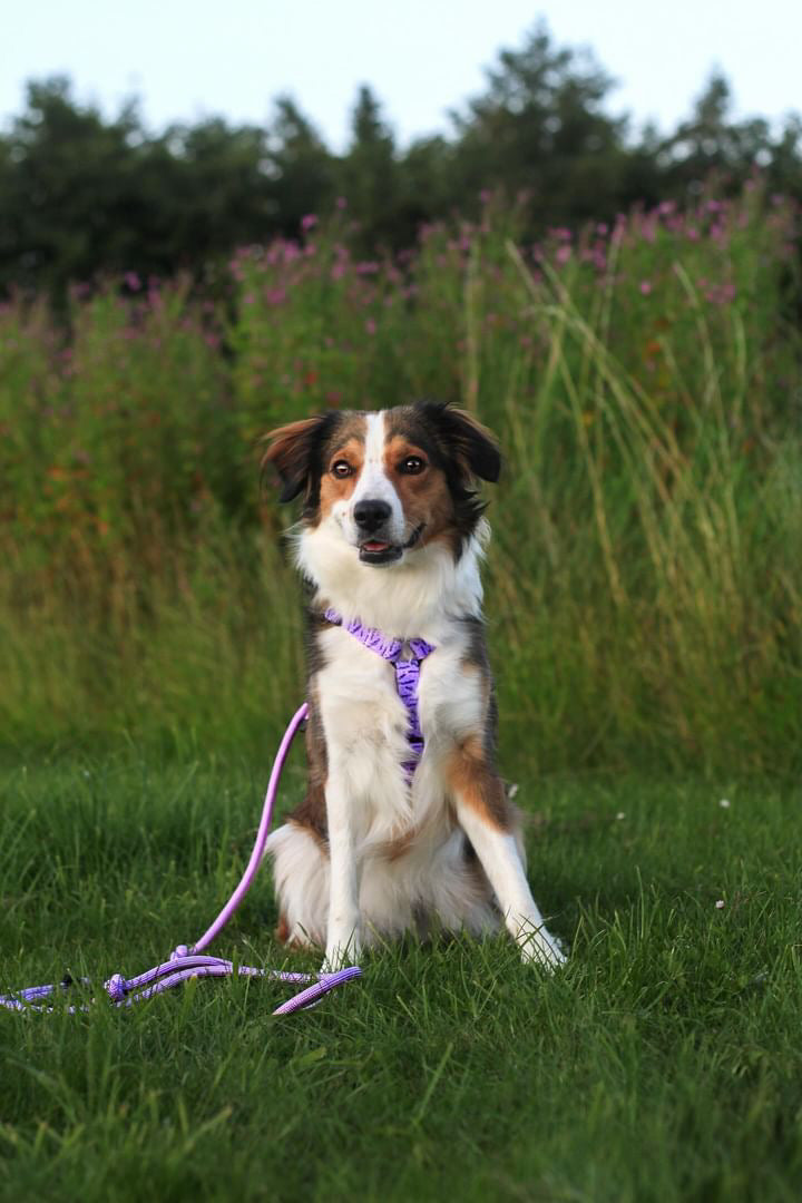 Adjustable rope cord - Lavender