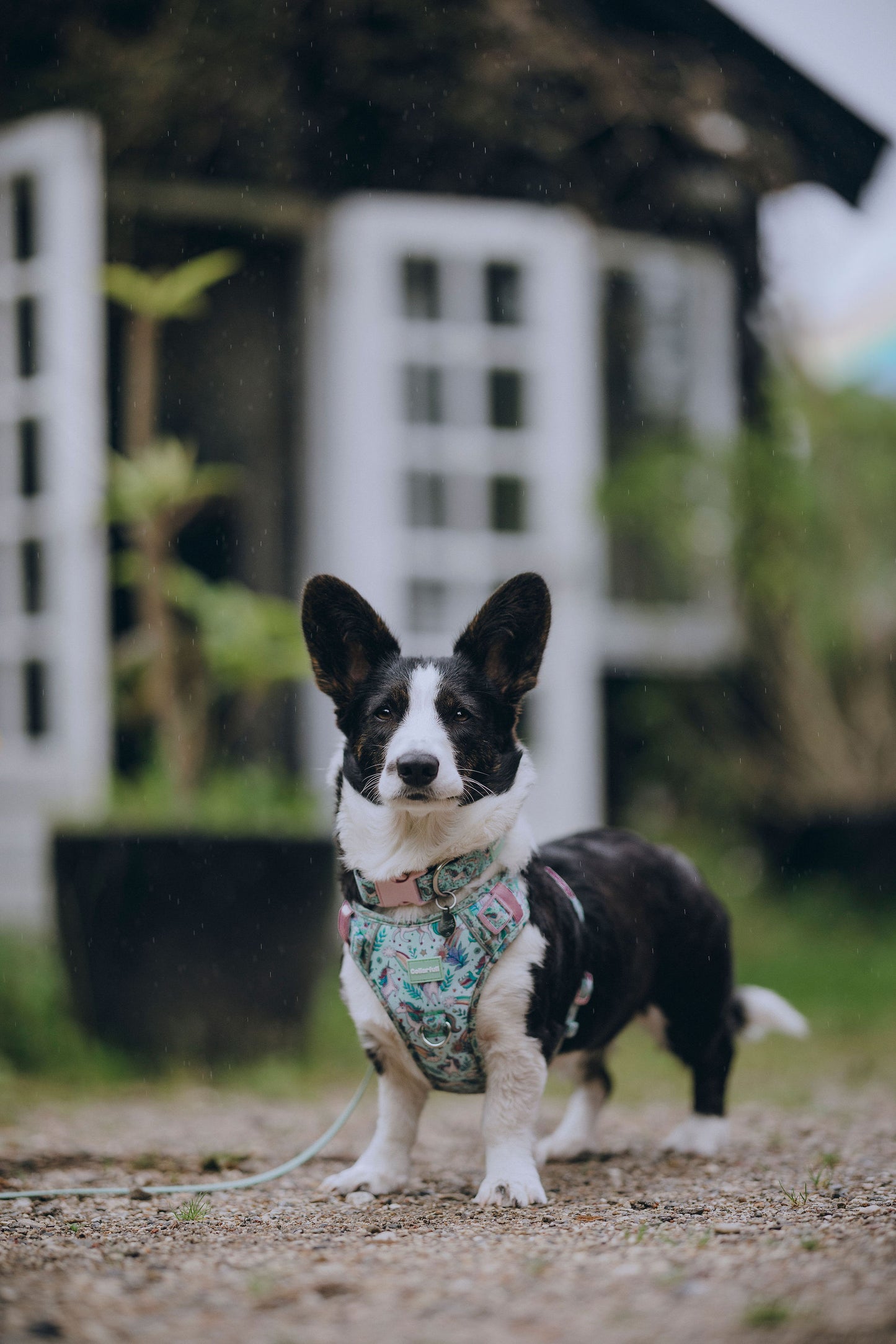 Adventure Trails hundesele - Proud To Be A Unicorn