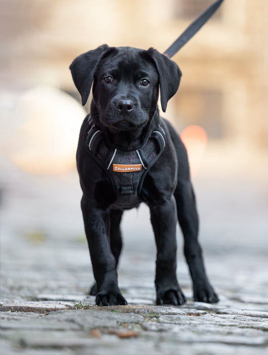Adventure Trails hundesele - Black Herringbone Tweed