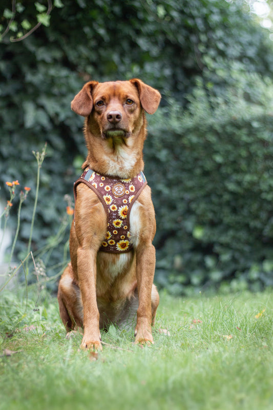 Tiny Trails step-in hundesele - Sunflowers on my mind