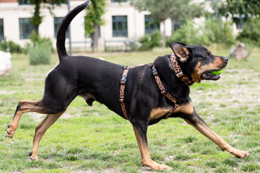 Urban Y Trails hundesele - Lovely Leopard