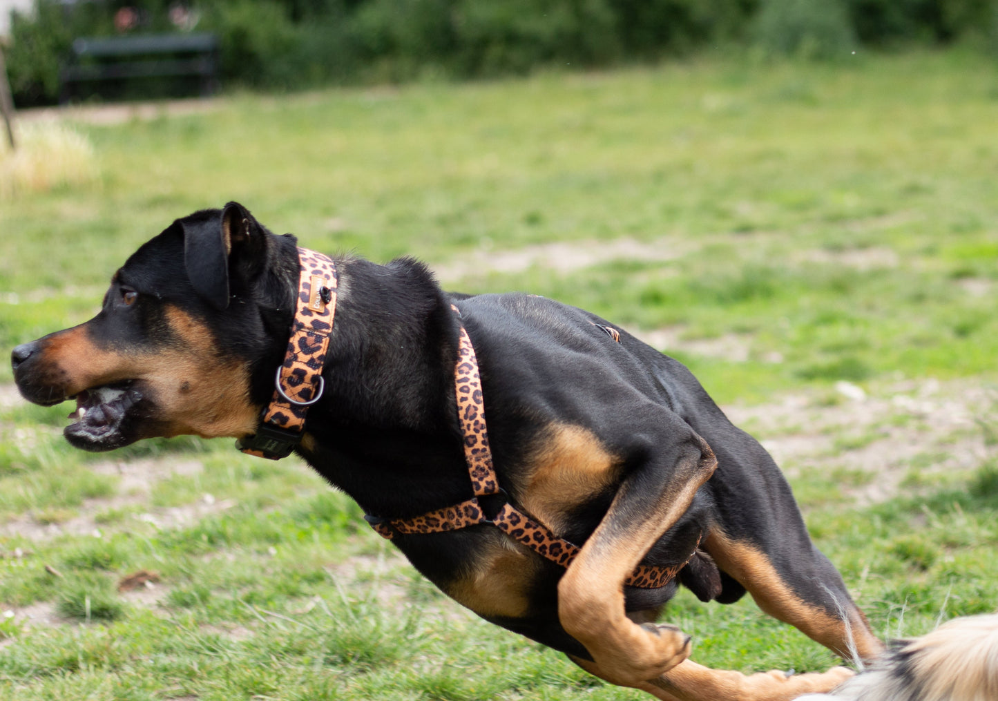 Halsbånd - Lovely Leopard