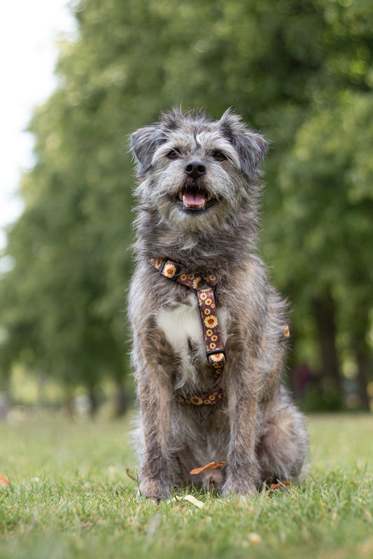 Urban Y Trails hundesele - Sunflowers on my mind
