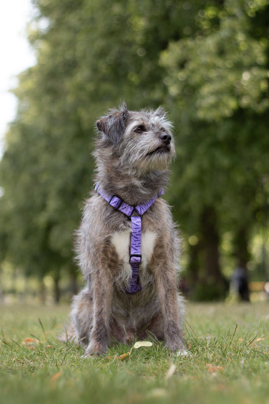 Urban Y Trails hundesele - I Smell Lavender
