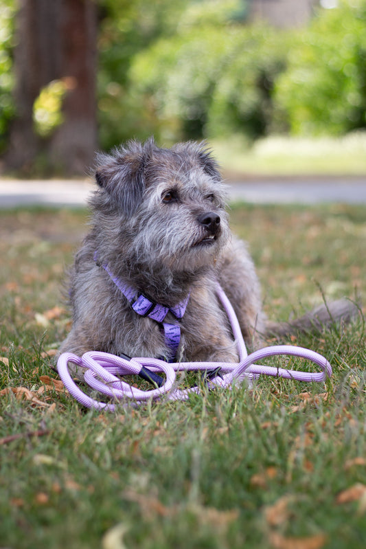 Justerbar rebsnor - Lavender