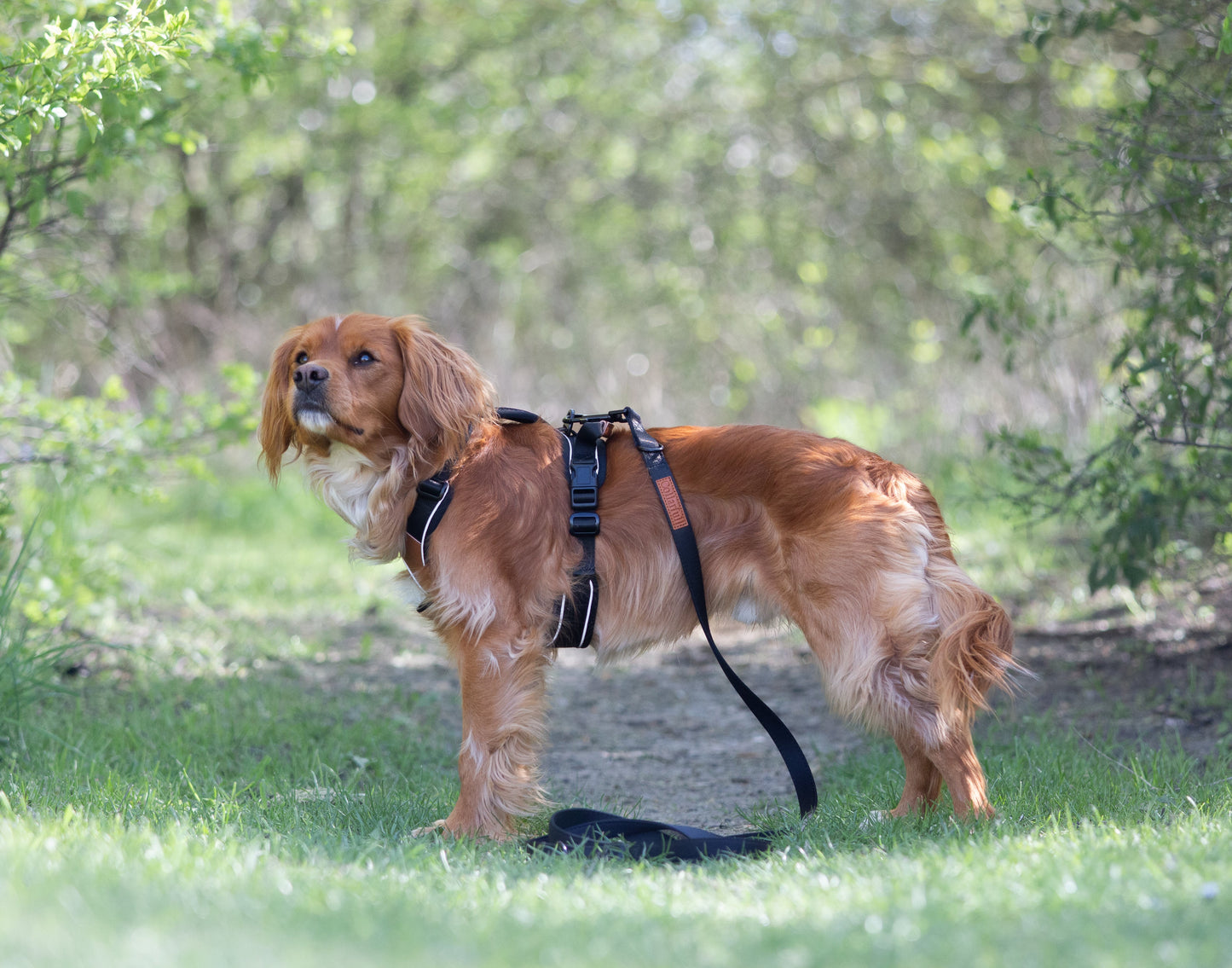 Adjustable dog leash - Stylish Black