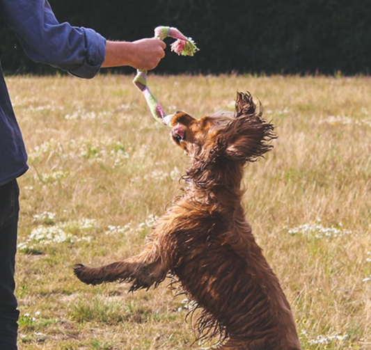 Beco Hamp Reb med piv