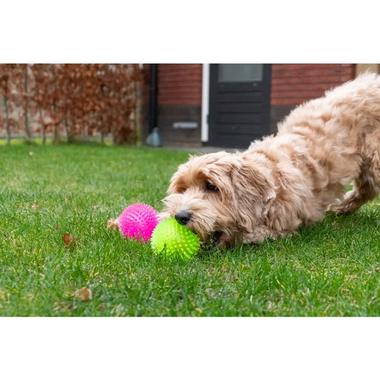 Dog Comets Exoplanet Spiky Ball Green