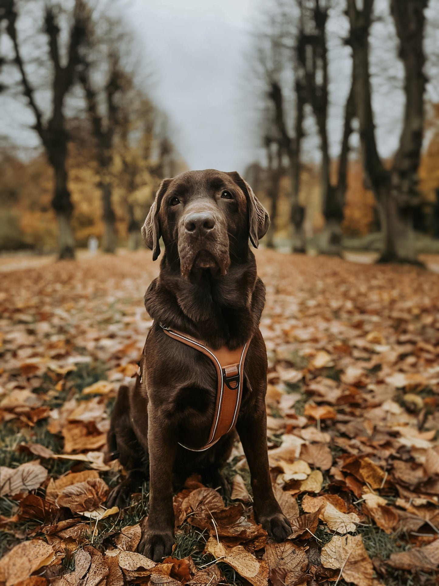 Terrain Trails Pro Hundesele - Caramel