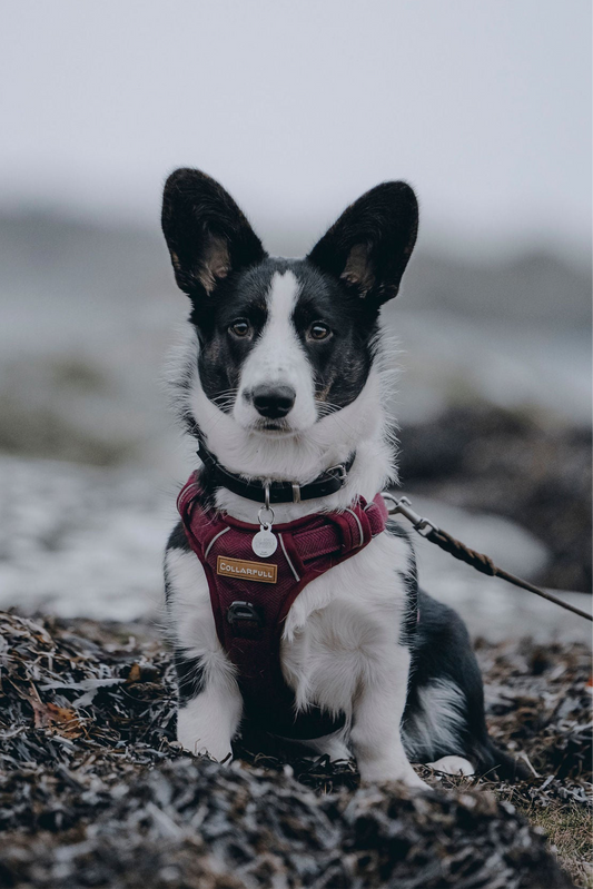 Adventure Trails Dog Harness - Burgundy Herringbone Tweed 