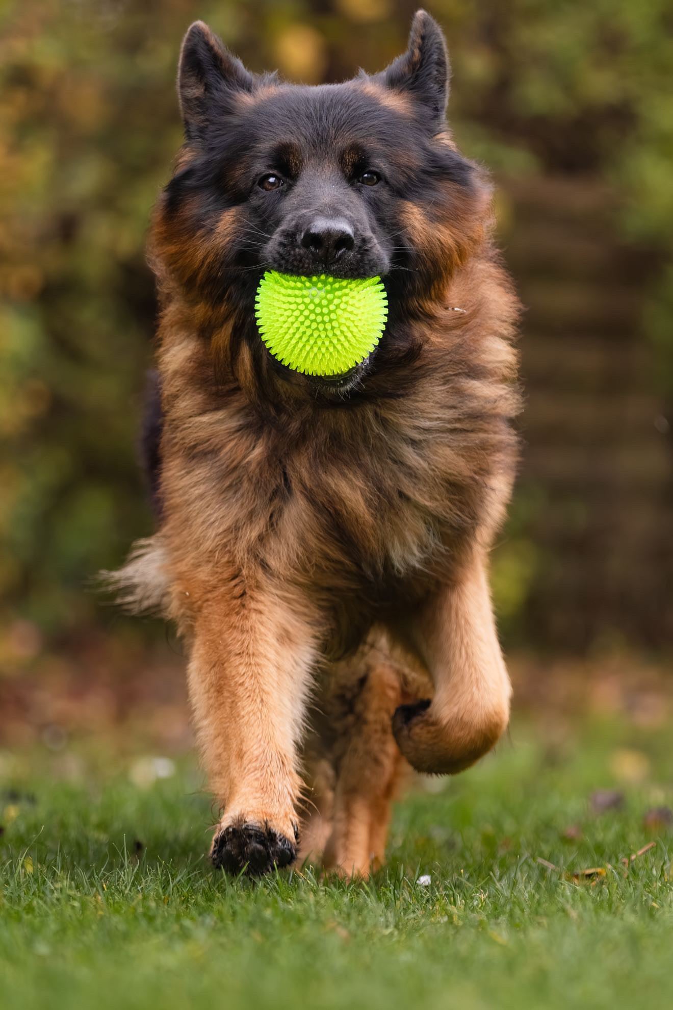 Dog Comets Exoplanet Spiky Ball Green