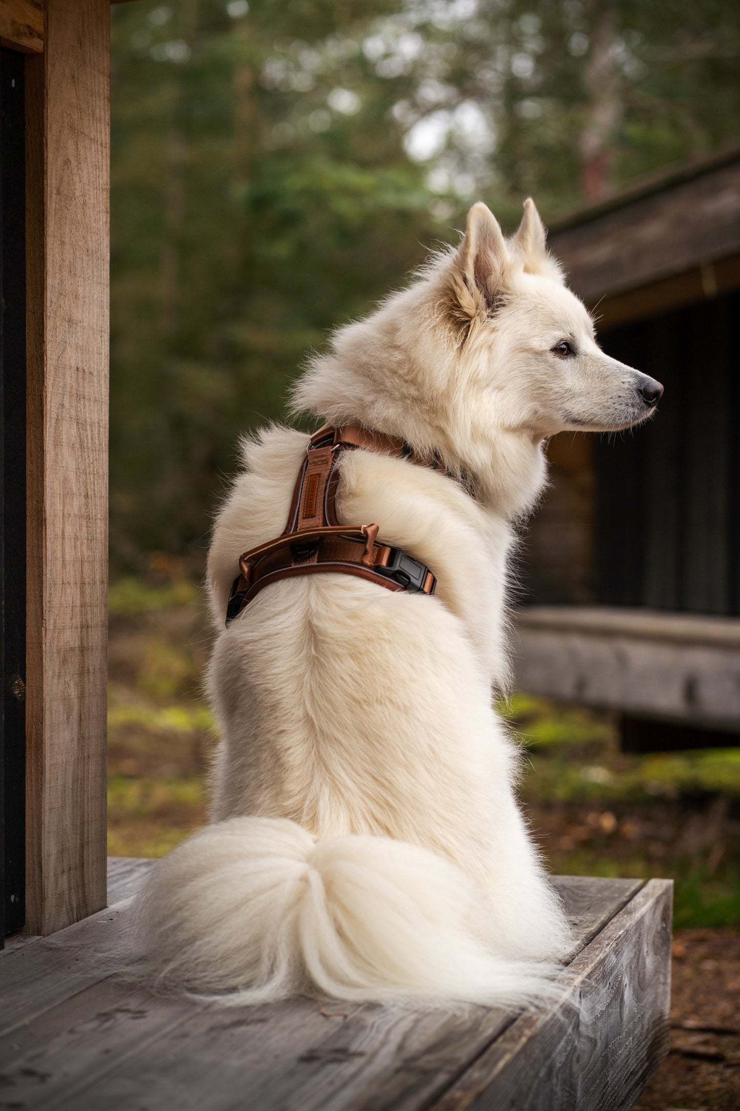 Terrain Trails Pro Hundesele - Caramel