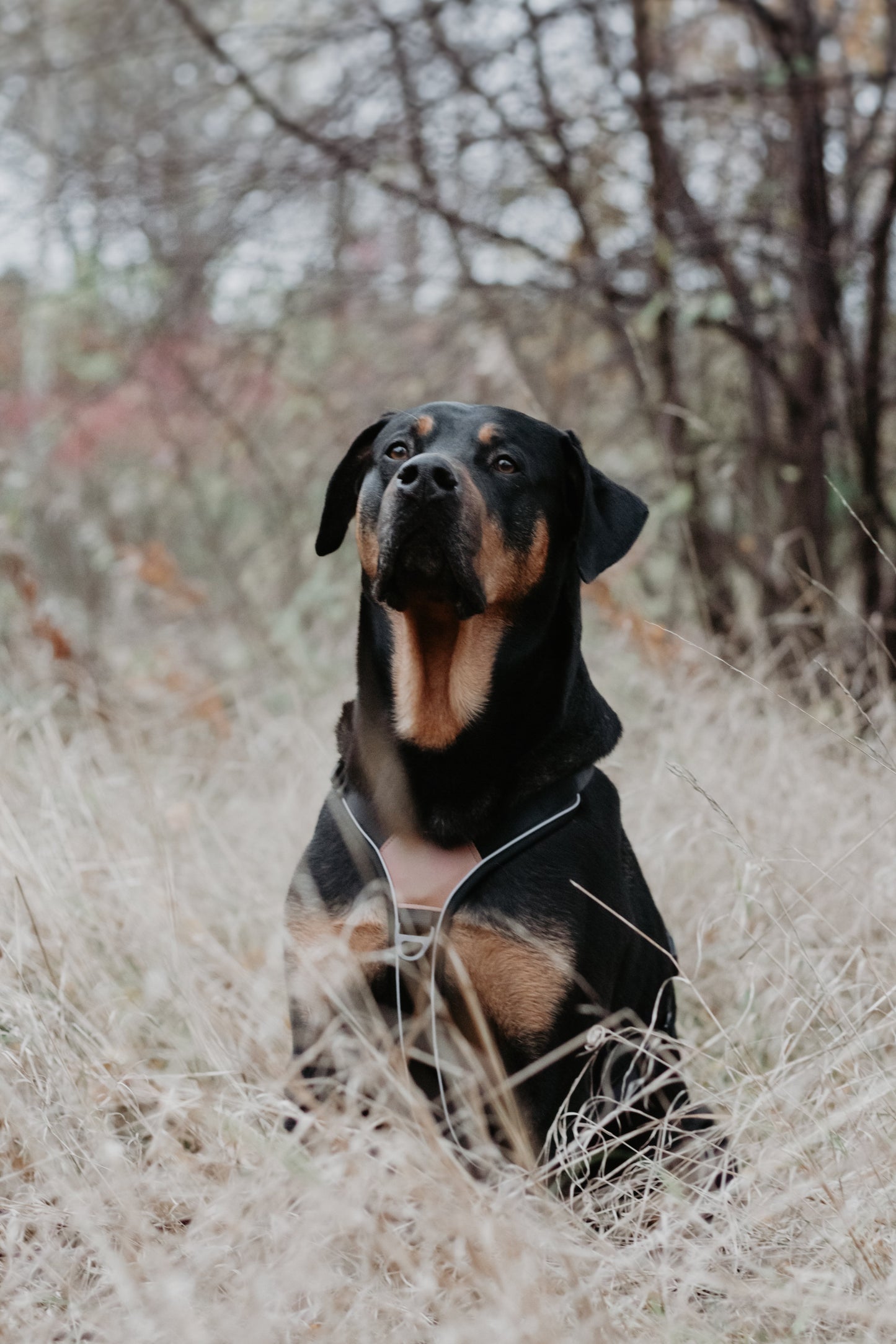 Terrain Trails Pro Hundesele - Black