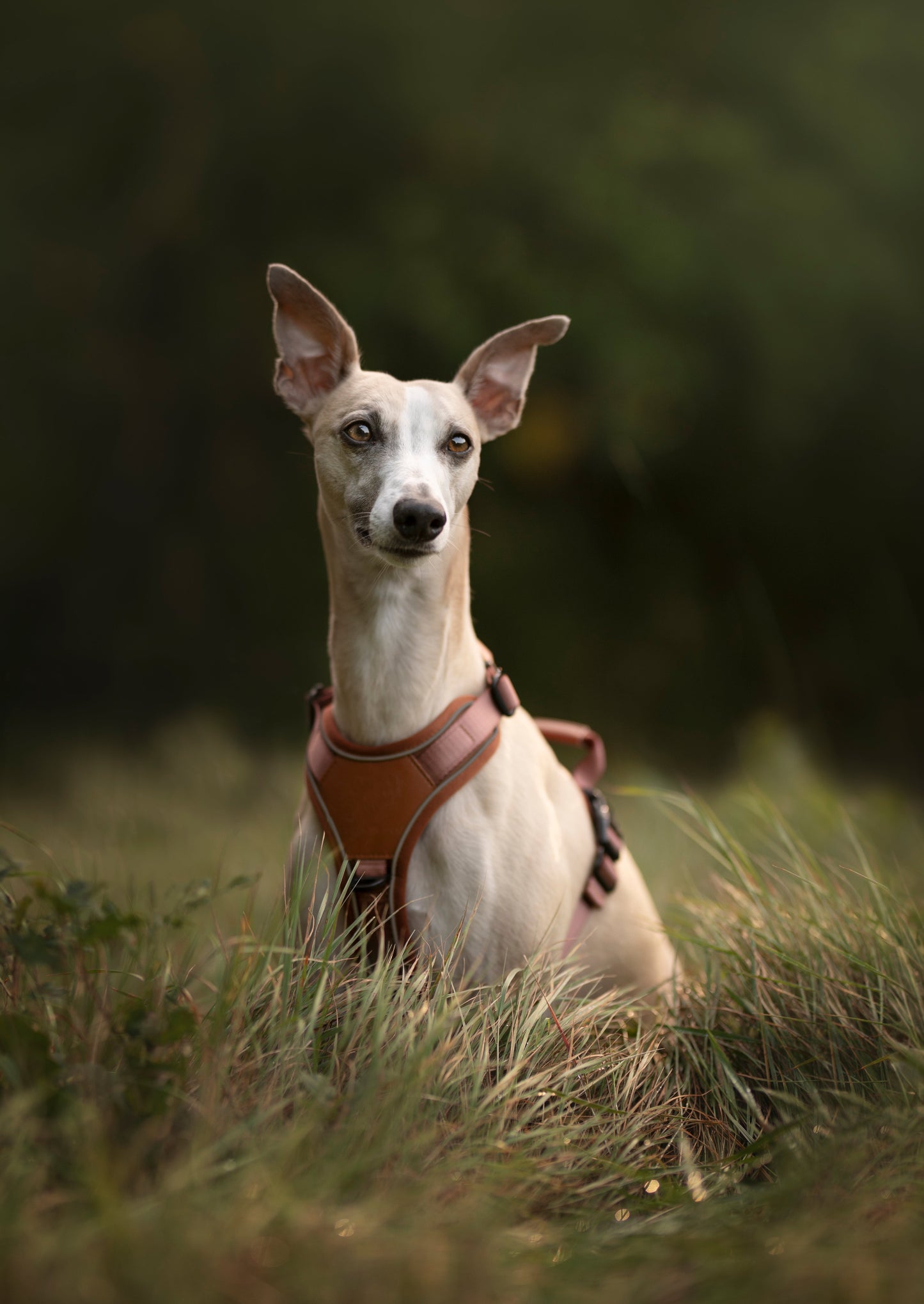 Terrain Trails Pro Hundesele - Caramel