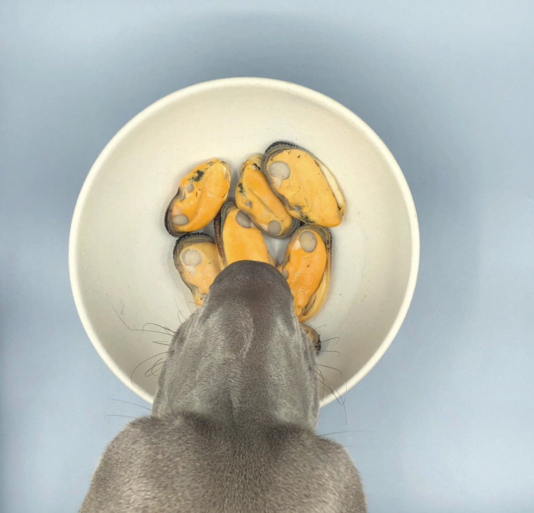 Canumi Grønlæbet musling