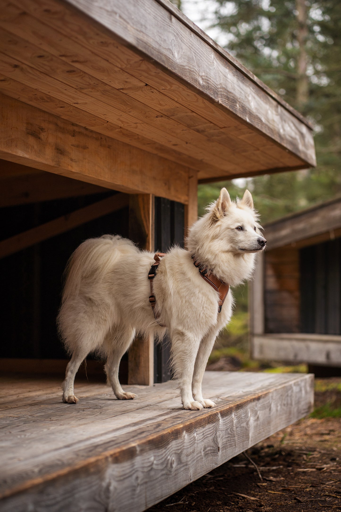 Terrain Trails Pro Hundesele - Caramel