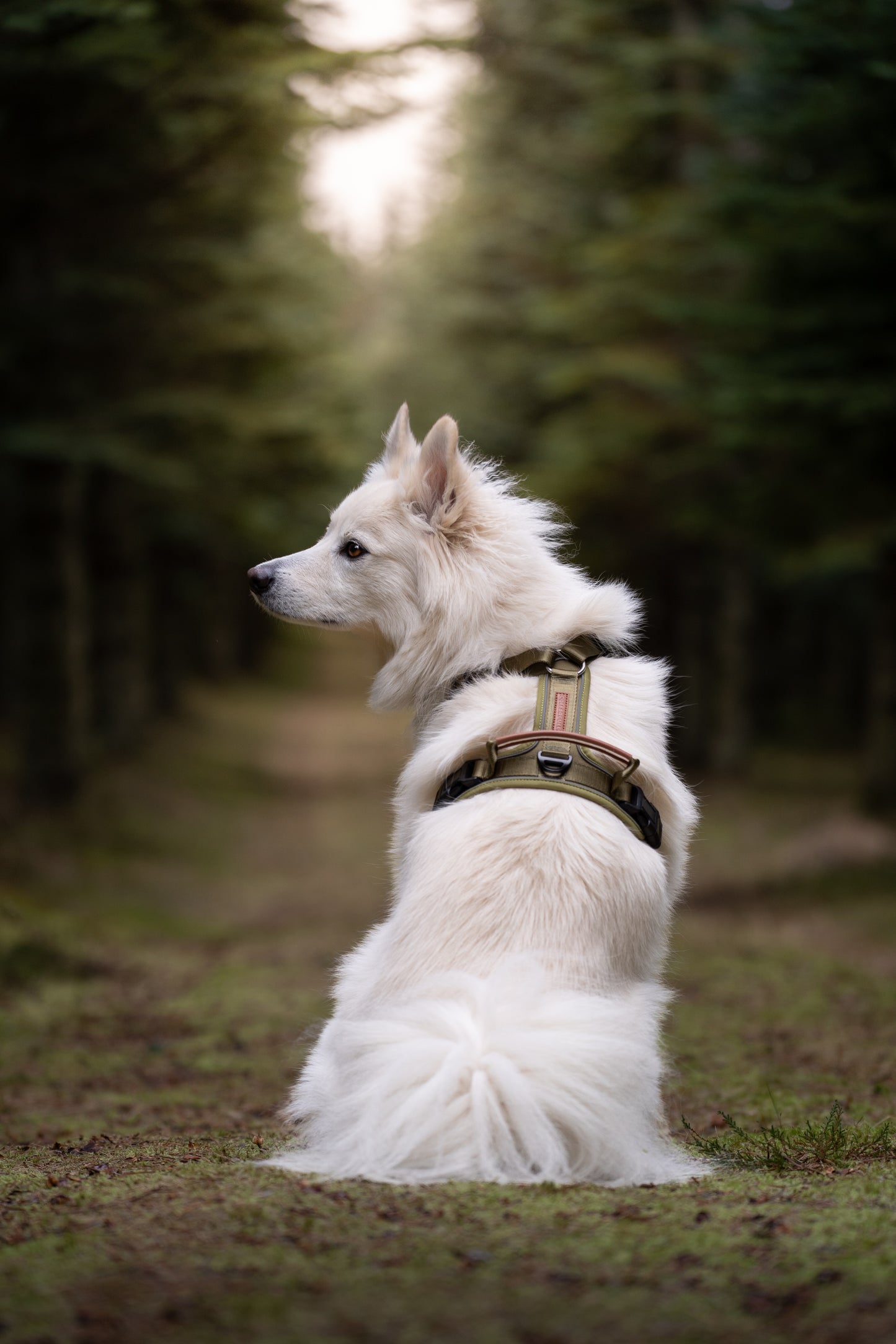 Terrain Trails Pro Hundesele - Olive