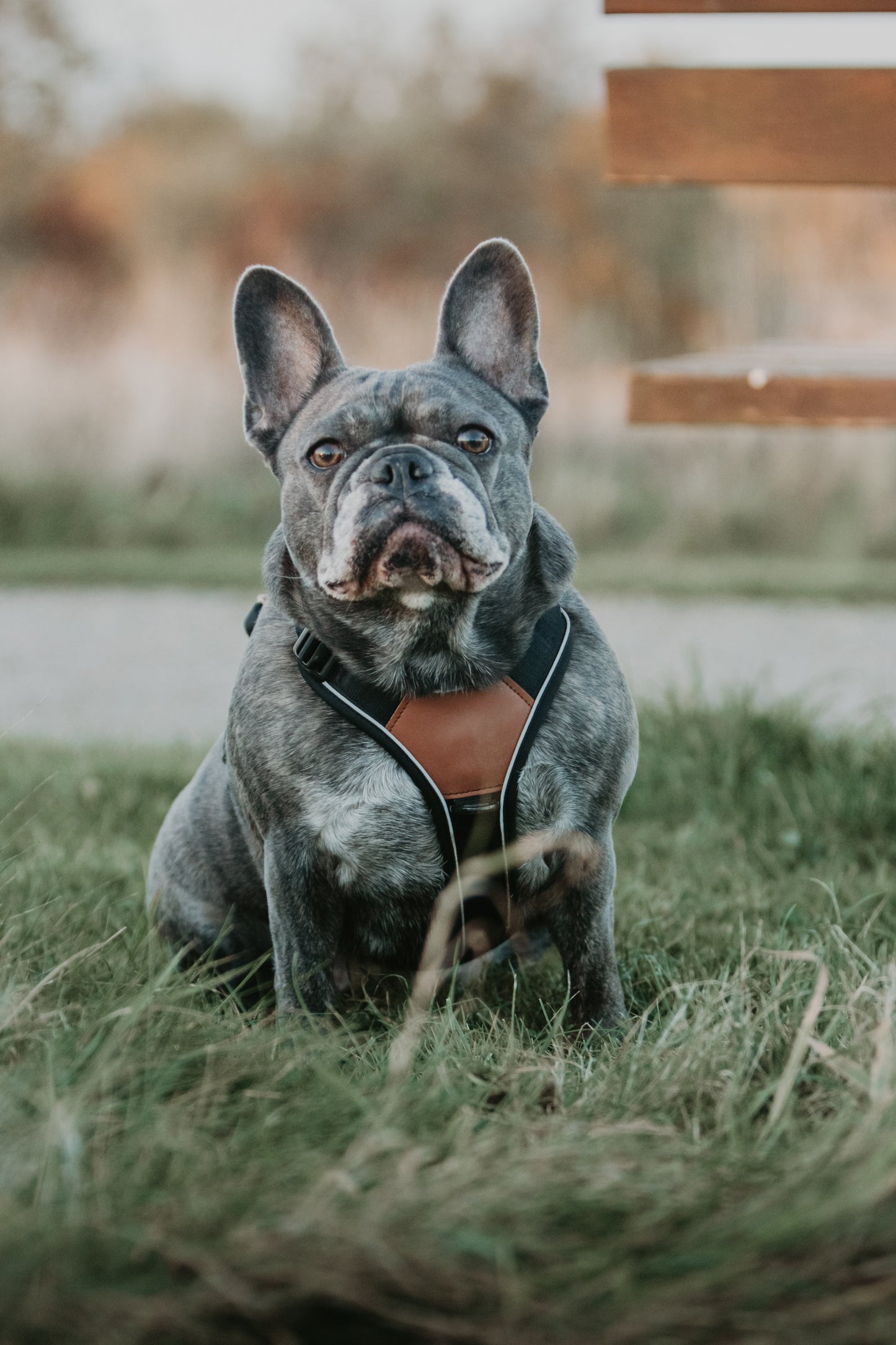 Terrain Trails Pro Hundesele - Black