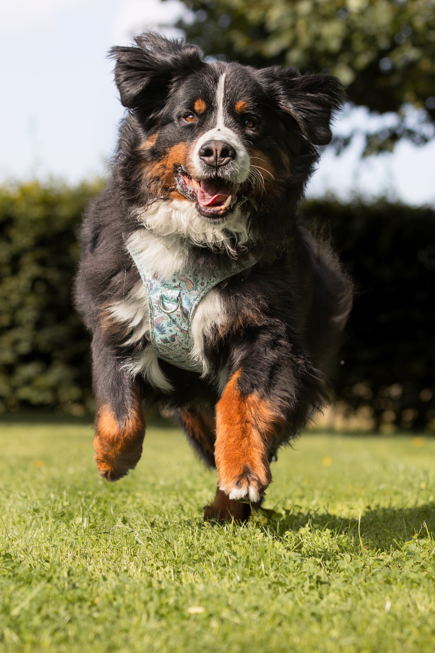 Adventure Trails hundesele - Proud To Be A Unicorn