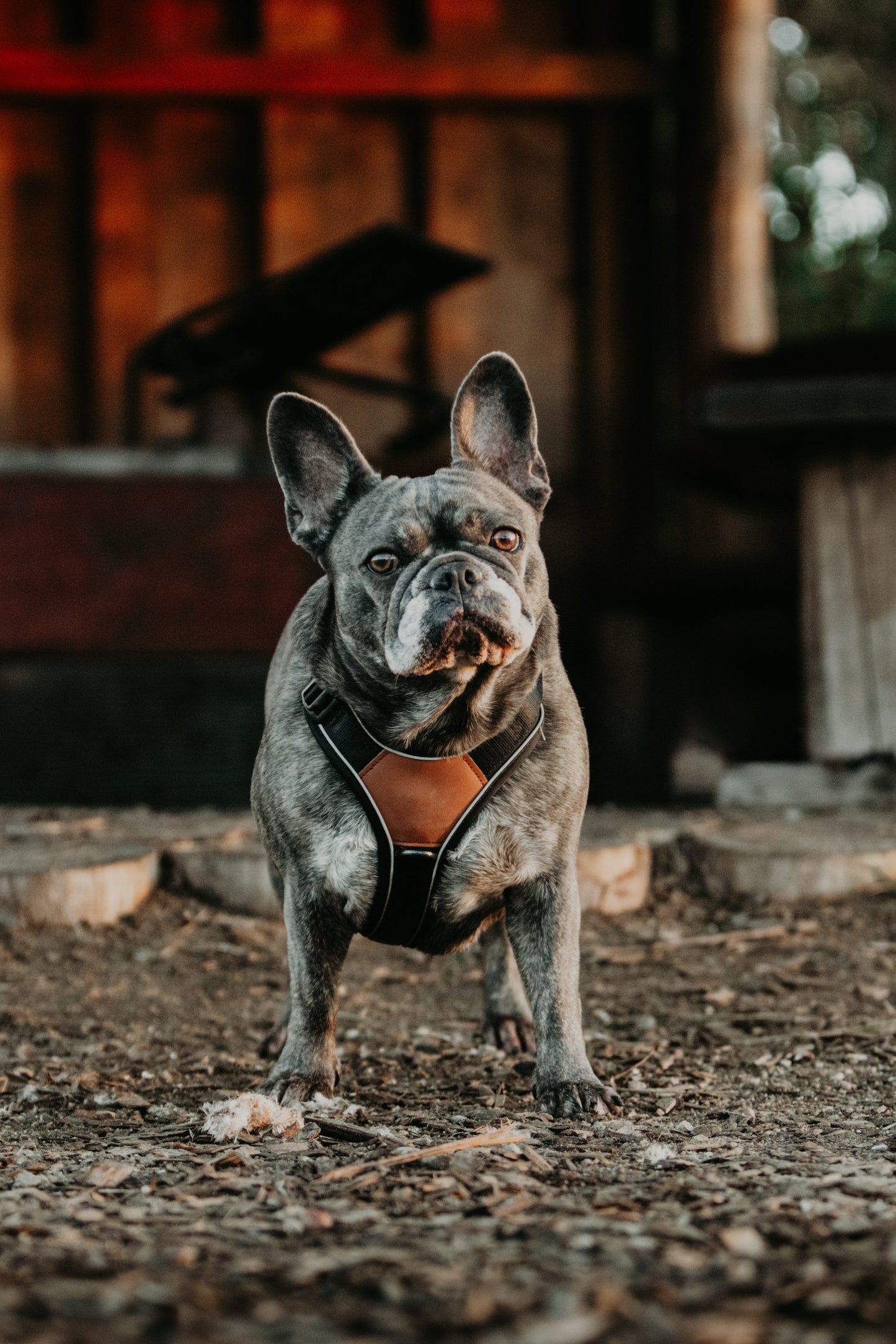 Terrain Trails Pro Hundesele - Black