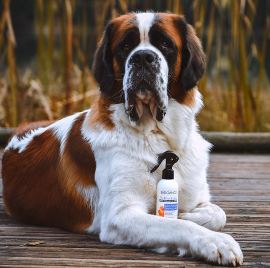 Biogance Dog No Rinse Lotion