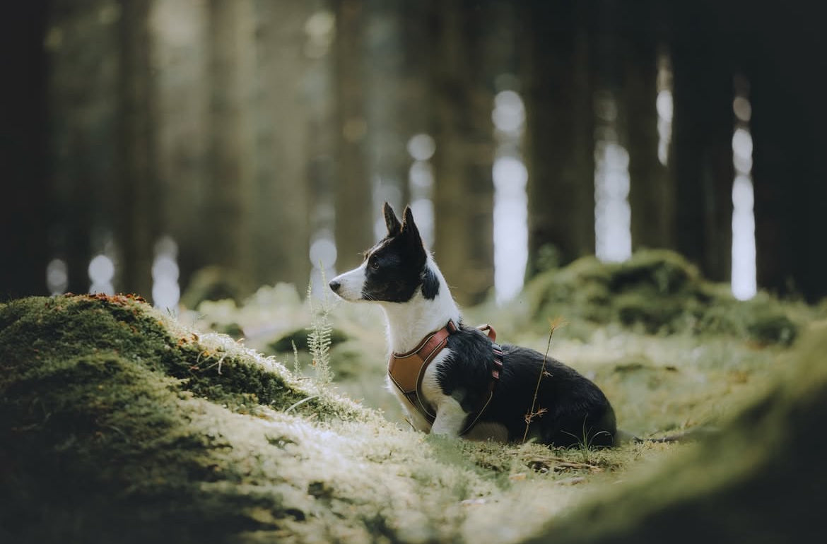 Terrain Trails Pro Hundesele - Caramel