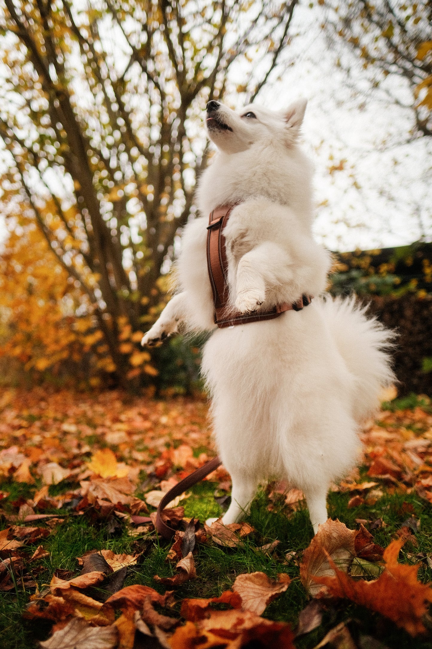 Terrain Trails Pro Hundesele - Caramel