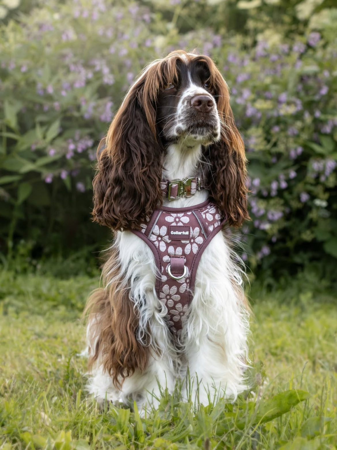 Adventure Trails hundesele - Flourish & Fade