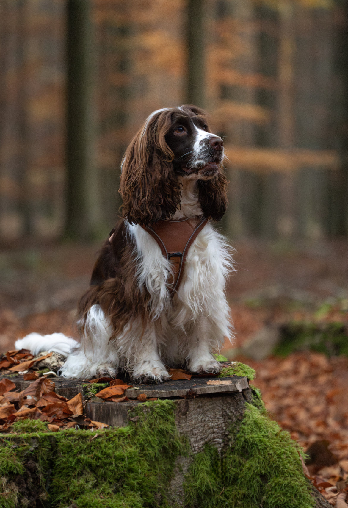 Terrain Trails Pro Hundesele - Caramel