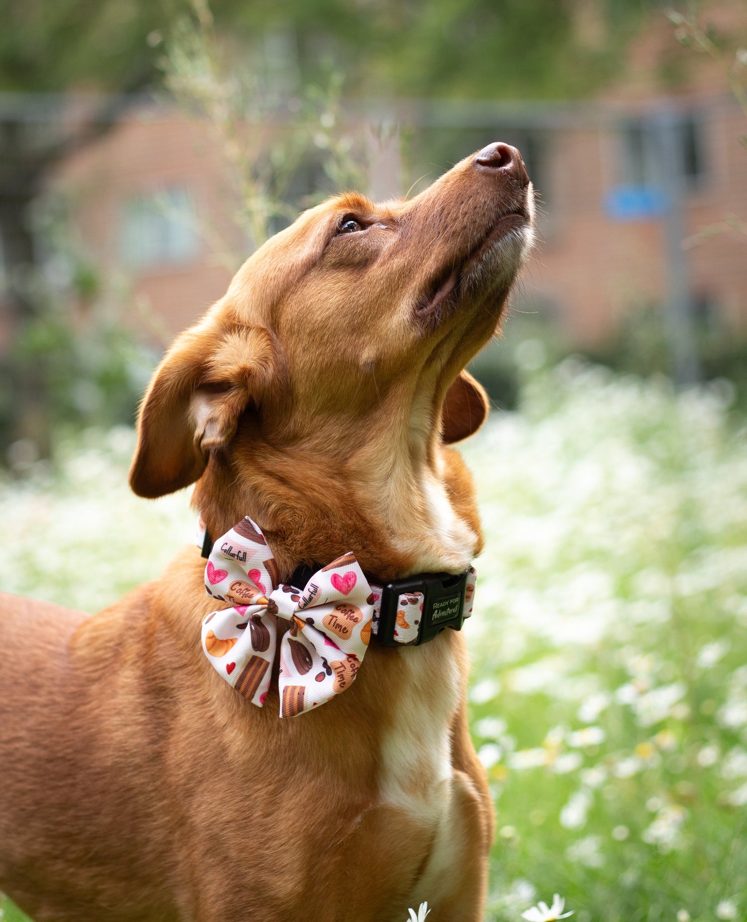 Bowties