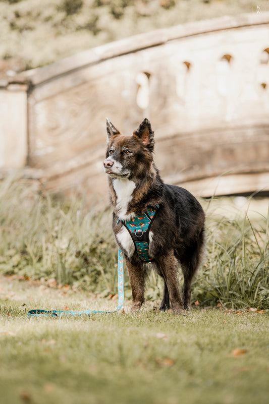 Adventure Trails Dog Harness - Hunting Ground