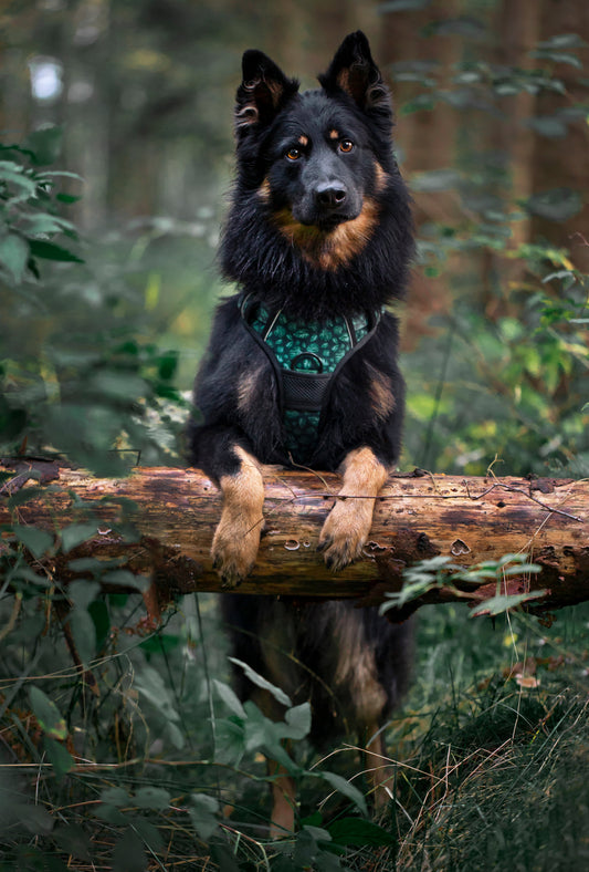 Adventure Trails hundesele - Evergreen